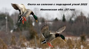 Весенняя охота с подсадной 2022. весенняя охота на селезня с подсадной