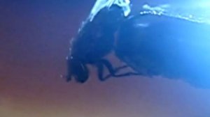 Муха - источник заразы