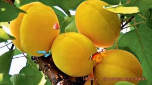 Абрикос обыкновенный Эдельвейс (prunus armeniaca) ? обзор: как сажать, саженцы абрикоса Эдельвейс