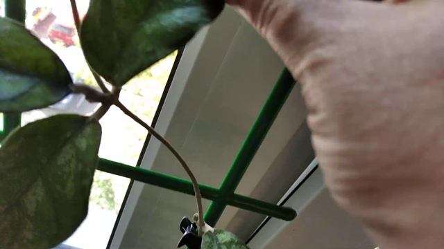 Эстафета: три любимых растения: филодендрон Белый рыцарь, хойя Бахой, муррайя. смотреть онлайн