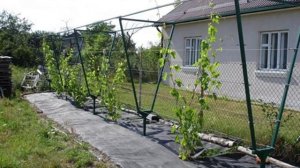 РЕКОМЕНДАЦИИ ПРИ ВЫБОРЕ ШПАЛЕР ДЛЯ ВИНОГРАДА