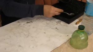 Посадка семени хурмы виргинской крупноплодной Первый опыт