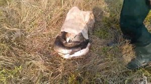 Рыбалка в Пологом Займище