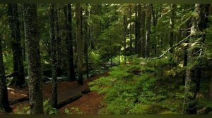 Наедине с природой. Слушать инструментальную музыку и пение птиц.