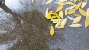 16:37        Группа " Високосный год"