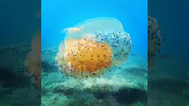 Котилориза смотреть онлайн