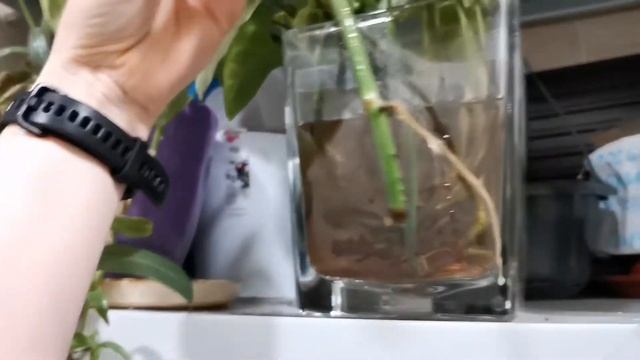 Отвечаю на комментарий по размножению, шефлер,сингониумов, эпипремнумов. смотреть онлайн