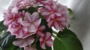 Полинка Малинка, фиалка химера