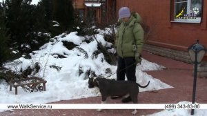 Стаффордширский терьер дрессировка, движение рядом (версия 2)