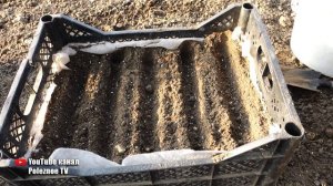 ОБАЛДЕННЫЙ СПОСОБ ВЫРАЩИВАНИЯ КАПУСТЫ В ЯЩИКЕ