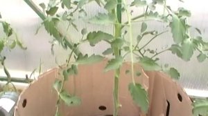 Вредят ли черви корням растений