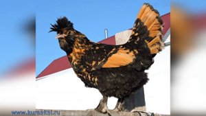 Altai #bantam and Pavlovskie #chickens   Павловская Золотистая и Алтайская Бентамка  #Куры Январь