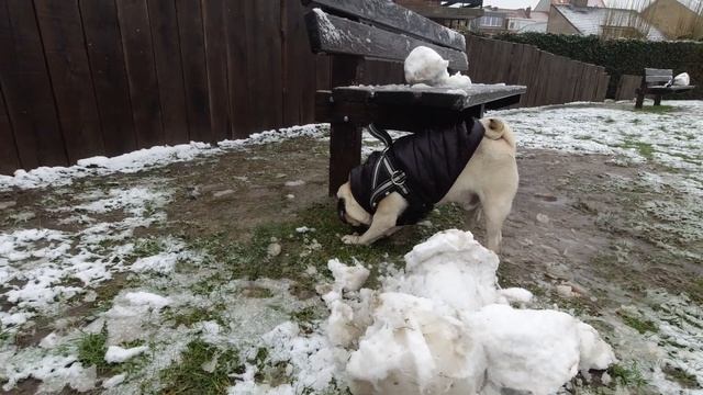 МОПС. Реакция на СНЕГ. смотреть онлайн