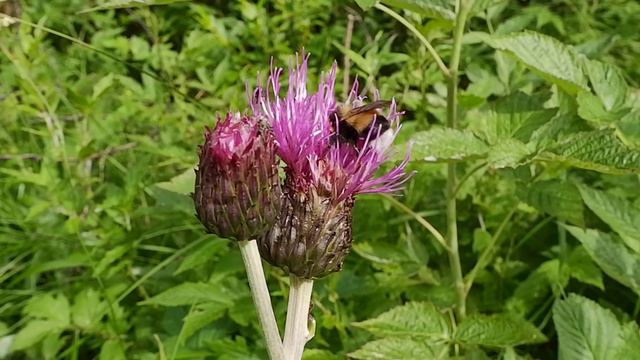 Чарующая красота природы севера России смотреть онлайн