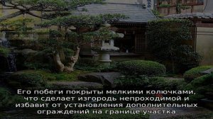 Барбарис Тунберга в ландшафтном дизайне — способы использования