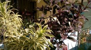 Псевдэрантемумы в моем саду #Pseuderanthemum in my garden. #Доминикана