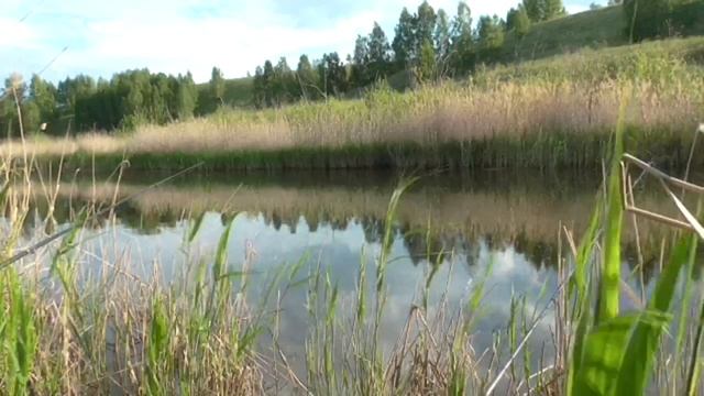 Смелый окунь Косуля распугала карасей смотреть онлайн