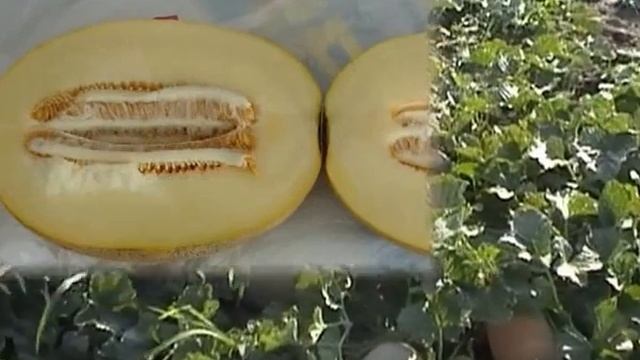 Дыня Бизан F1 - Enza Zaden смотреть онлайн