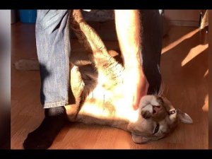 Взрослая пума как ласковый котёнок.