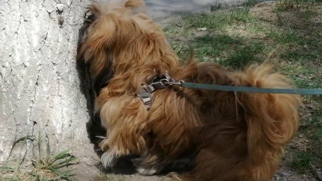 Ши Тцу Арчибаль Таинственный незнакомец