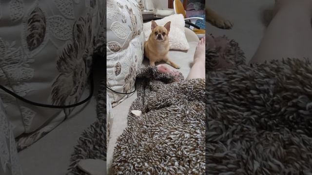 страшный хищник этот чихуахуа) смотреть онлайн