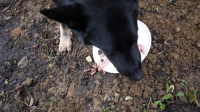 тест вкусняшек смотреть онлайн