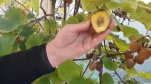 Голд киви пишди. #киви #kivi  #лимон #банан #сад