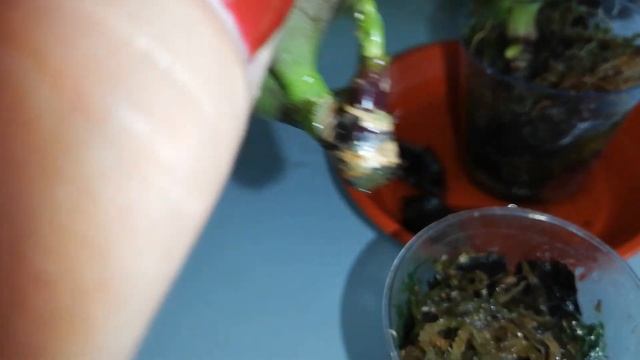 Детки орхидеи без коней, что делать, как с ними поступить. смотреть онлайн