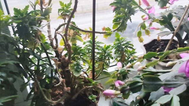 Зацвели Декабристы с Красными и Сиреневыми Цветами, Мои любимые цветы! (Schlumbergera) - Зигокактус смотреть онлайн