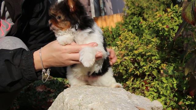 Бивер Костбар Шатц Евангелион 2,5 месяца