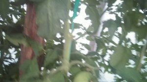 Обзор томатов. Хурма