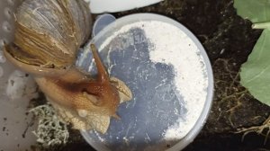 ахатина иммакулята пантера