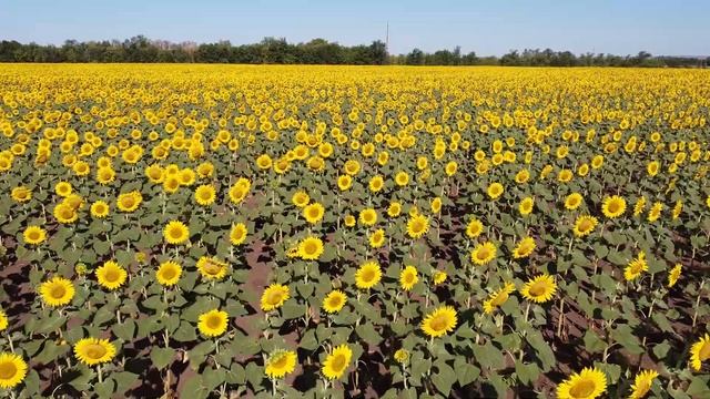 Подсолнуховое поле. смотреть онлайн