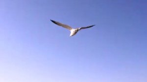 seagull home videos