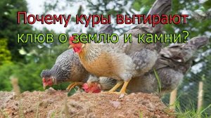 Почему куры вытирают клюв о землю и камни