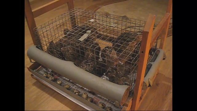 Перепела в городской квартире смотреть онлайн