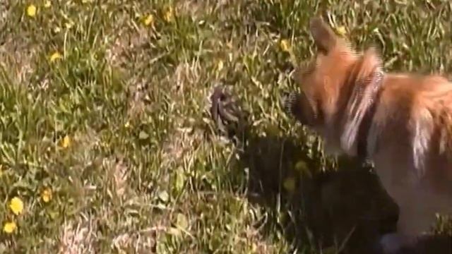 Малыш и змея смотреть онлайн