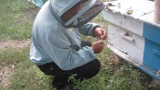 Таблетки пчеловар от клеща варроа . смотреть онлайн