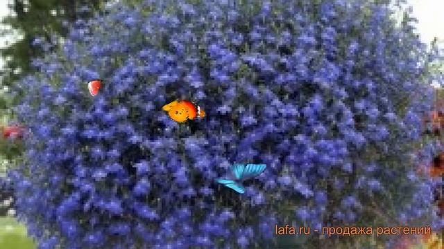 Лобелия ампельная Миднайт Блю ? лобелия Миднайт Блю обзор: как сажать семена лобелии Миднайт Блю смотреть онлайн