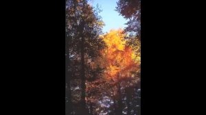 Frederic Chopin (1810-1849) Mazurka a-moll Op.17 Nr. 4