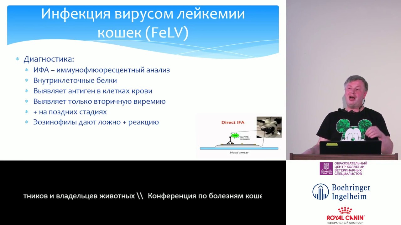 Лейкемия вирусная у кошек