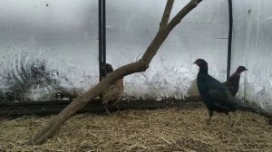 ФАЗАНЫ/Какие стали/Содержание и кормление фазанов/Дом в Сибири