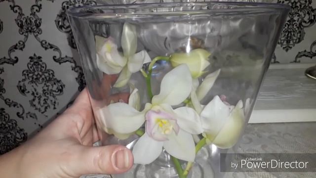 Цветение цимбидиума.Спасение цветоноса. смотреть онлайн