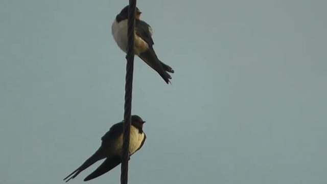ДЕРЕВЕНСКИЕ ЛАСТОЧКИ СОБИРАЮТСЯ УЛЕТАТЬ НА ЮГ(8 сентября) смотреть онлайн