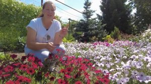 ОБЗОР КРАСАВИЦ-ПЕТУНИЙ | Лучшие сорта петуний для открытого грунта