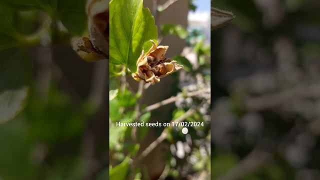 CROSS POLLINATION #hibiscus #crosspollination #seeds #pollination #successful #pollinatorgarden #lu