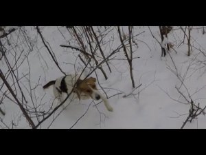 Охота с Русскими пегими гончими на зайца # 10. Первый заяц Фагота