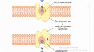 Транспорт через клеточную мембрану: физиология #1