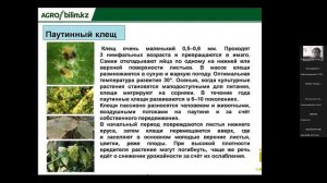 Технология возделывания огурца в защищенном грунте