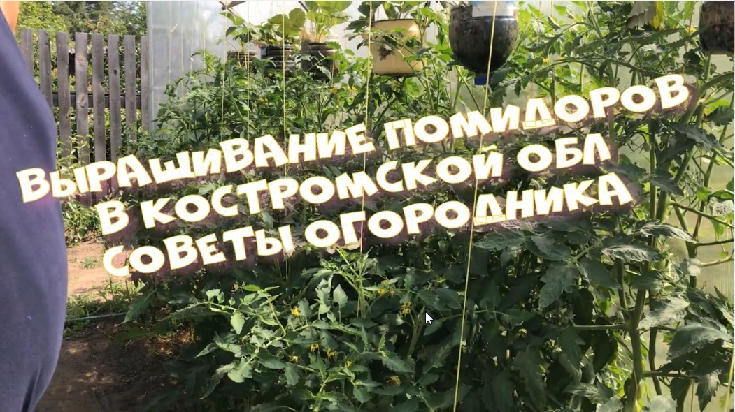 Выращивание томатов (помидоров) в Костромской обл Советы огородника .Клубника в теплице.mp4